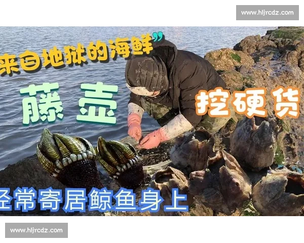 深海作业直击！第一视角体验船舶藤壶清理的硬核挑战