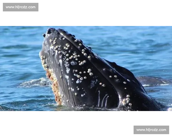 深海作业直击!第一视角体验船舶藤壶清理的硬核挑战 深海作业直击!第一视角体验船舶藤壶清理的硬核挑战